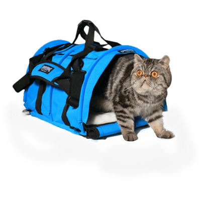 como viajar con gatos