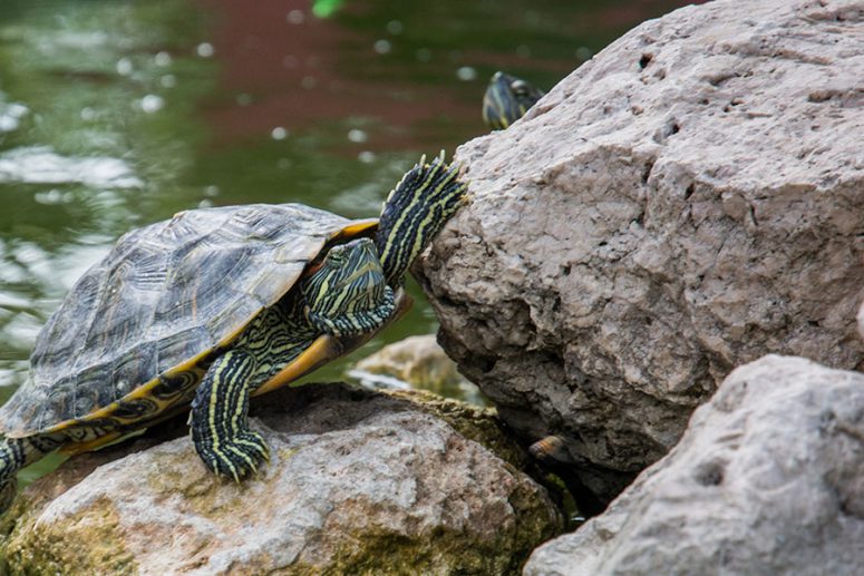 tortugas-de-agua
