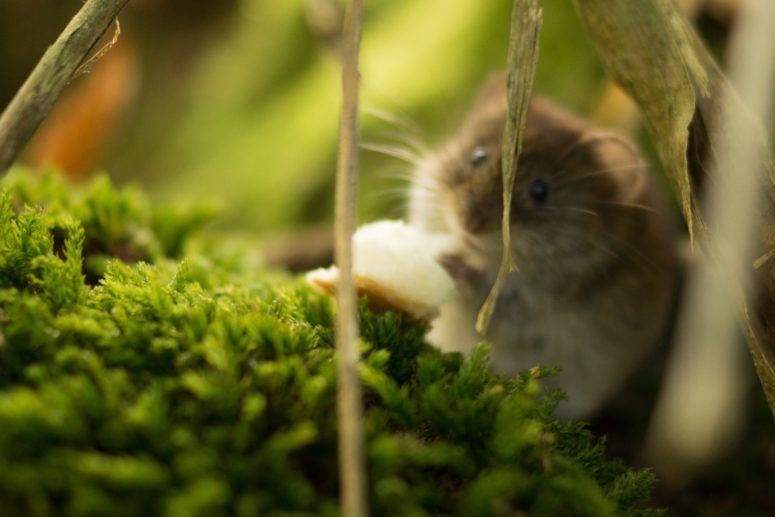 hamster