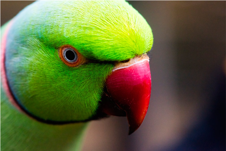 cuidado-de-agapornis