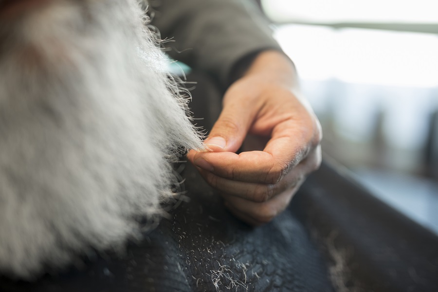 Las alergias en mascotas pueden provocar caída de pelo