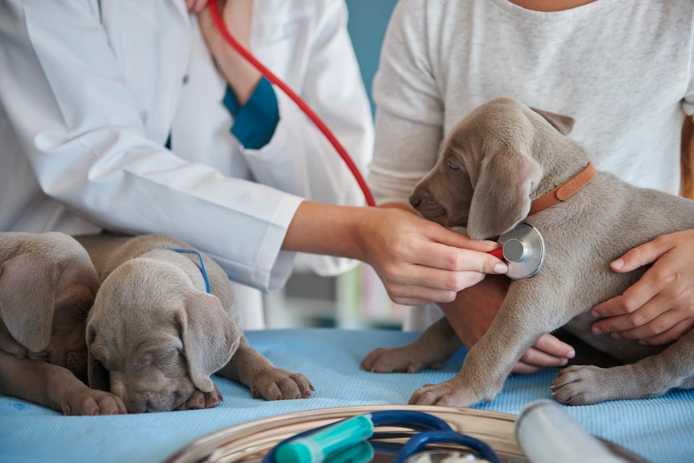 Importancia de una Clínica Veterinaria