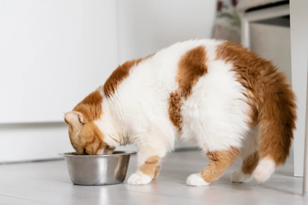 comida tóxica gatos