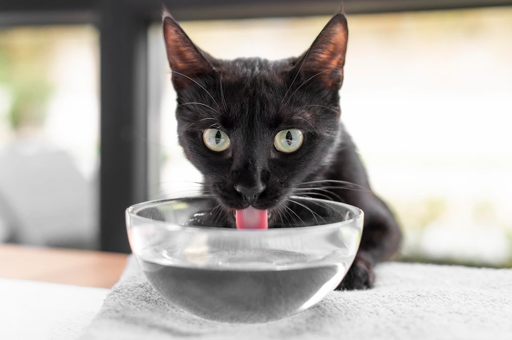 gato hidratado