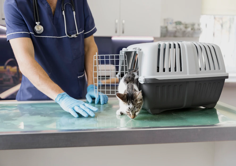 consulta veterinaria
