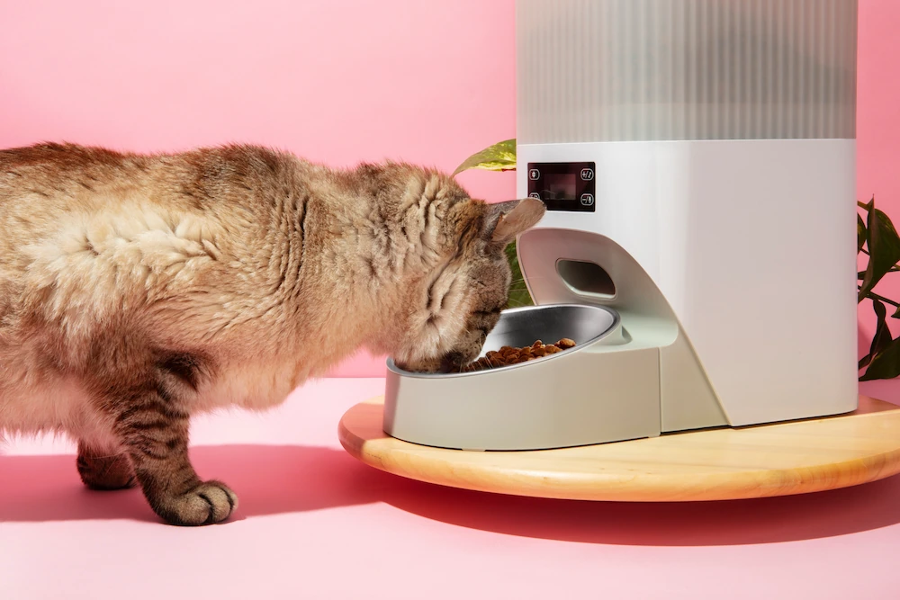 alimentación gatos
