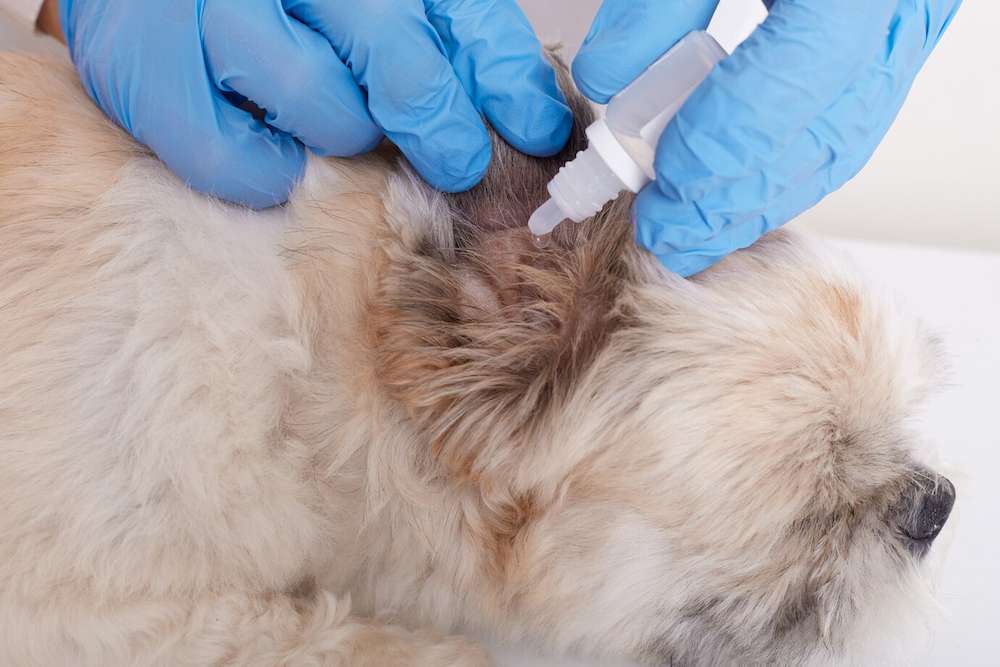 Veterinario aplica una pipeta en un perro para evitar que éste se infeste de parásitos