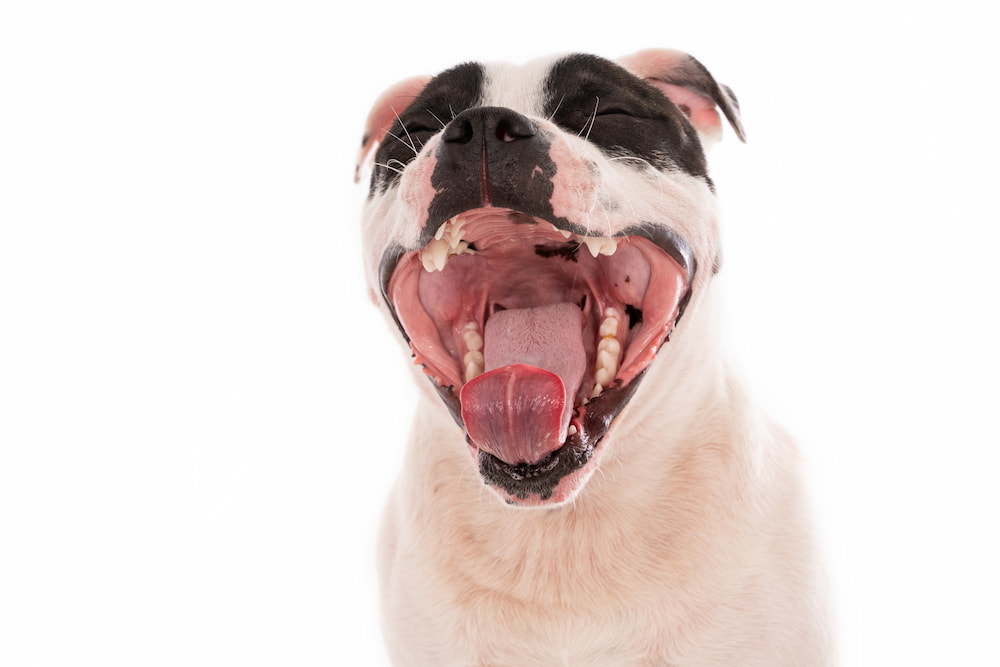 como lavar dientes a perro