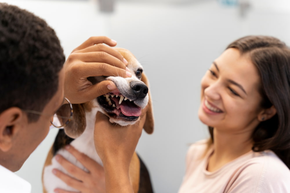 salud dental en perros