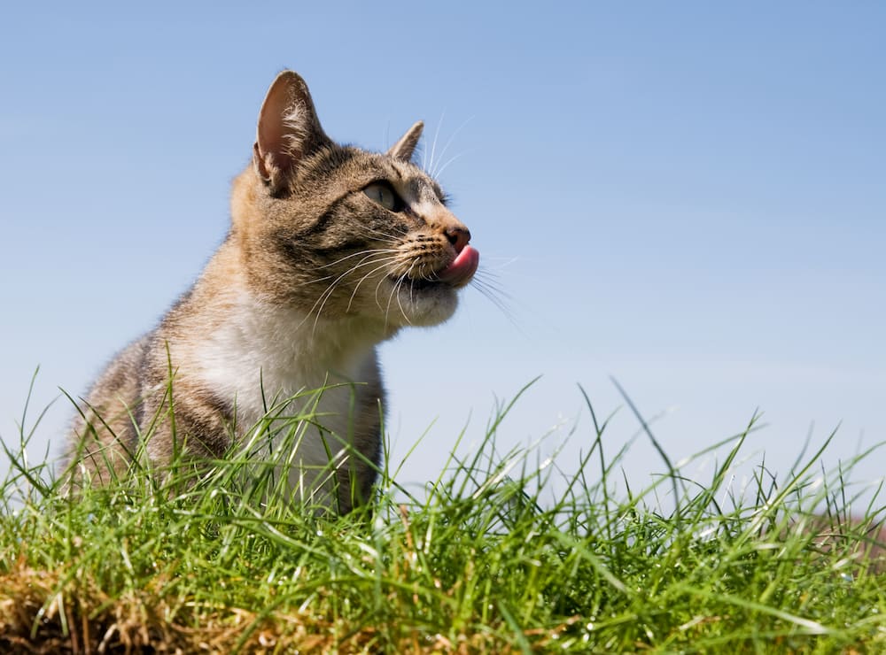 Cómo refrescar a un gato en verano