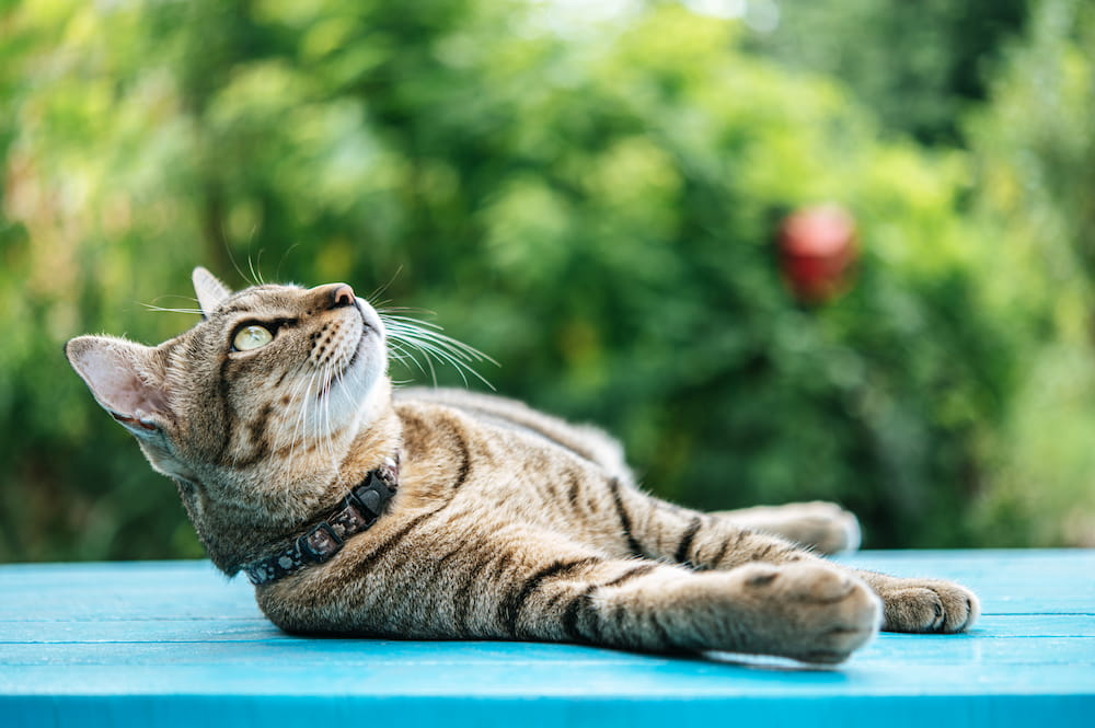 los gatos comen menos en verano