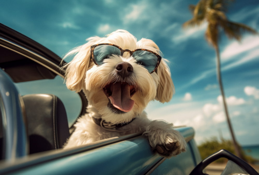 destino ideal para viajar con perros