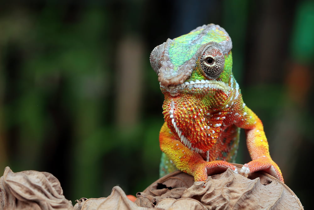 reptiles en otoño