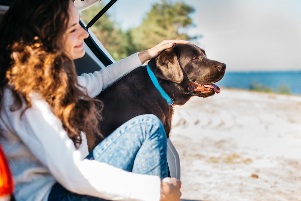 Guía completa 2026: cómo viajar con mascotas