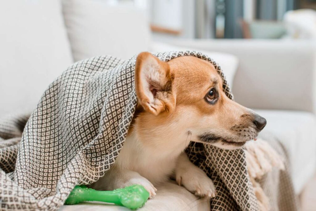 Perro cubierto con manta mostrando síntomas de alergias en perros en el hogar