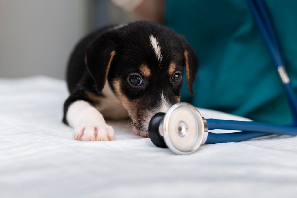 Cachorro en revisión veterinaria para diagnóstico y tratamiento de alergias en perros
