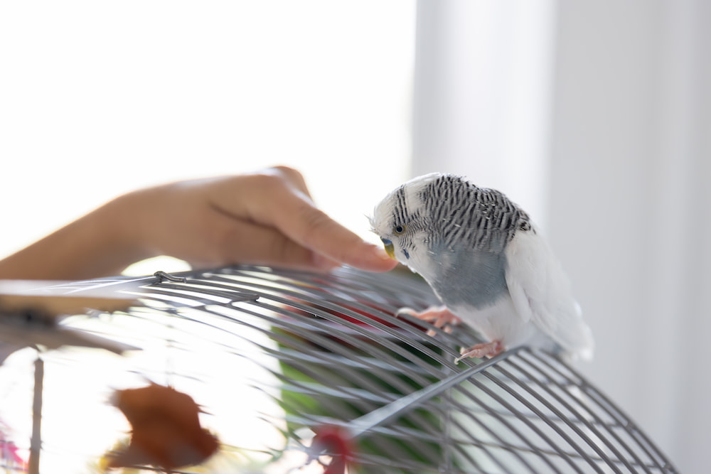 Preparar a tu animal exótico para el otoño: cuidados clave