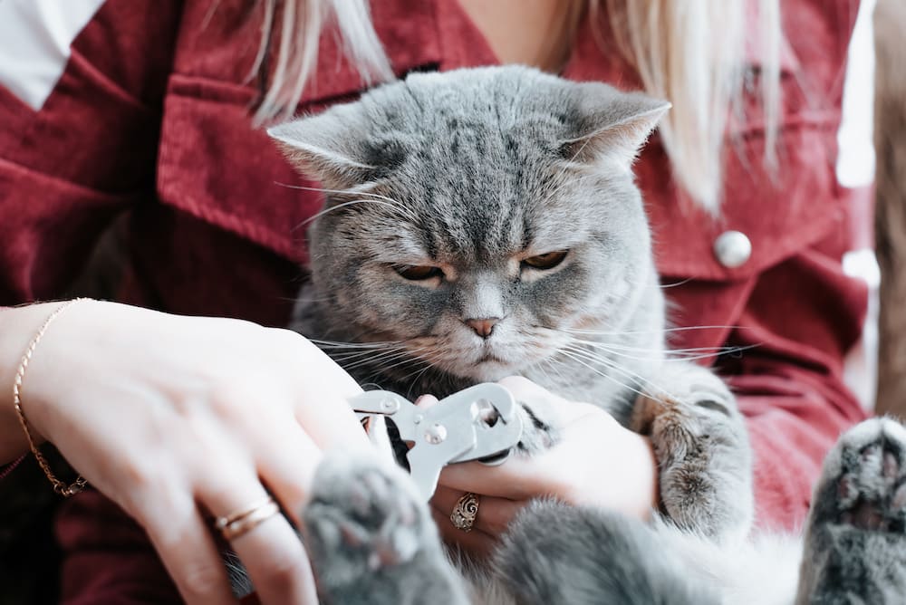 ansiedad en gatos