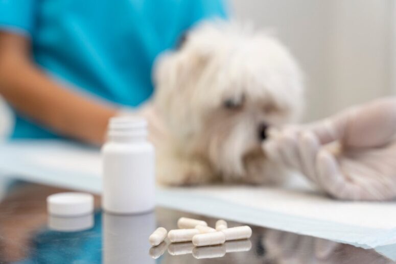 cuidado-de-perros-con-alergias-clinica-canopus-Sevilla
