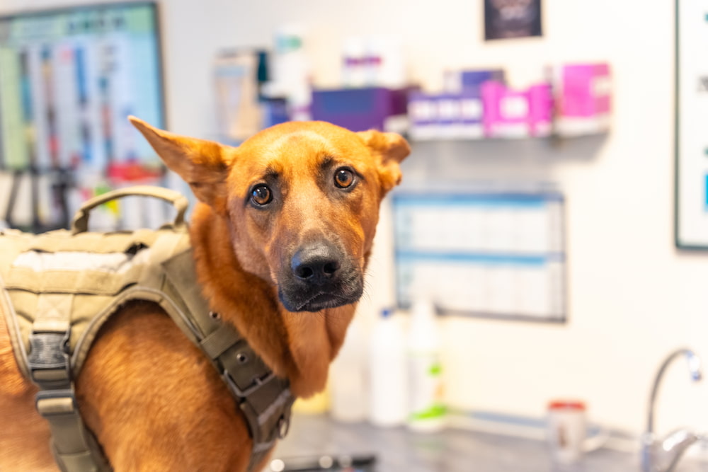Salud mental en perros y gatos: cómo detectar y tratar el estrés