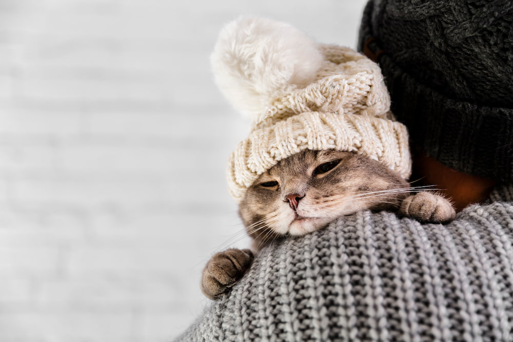 proteger gato frio
