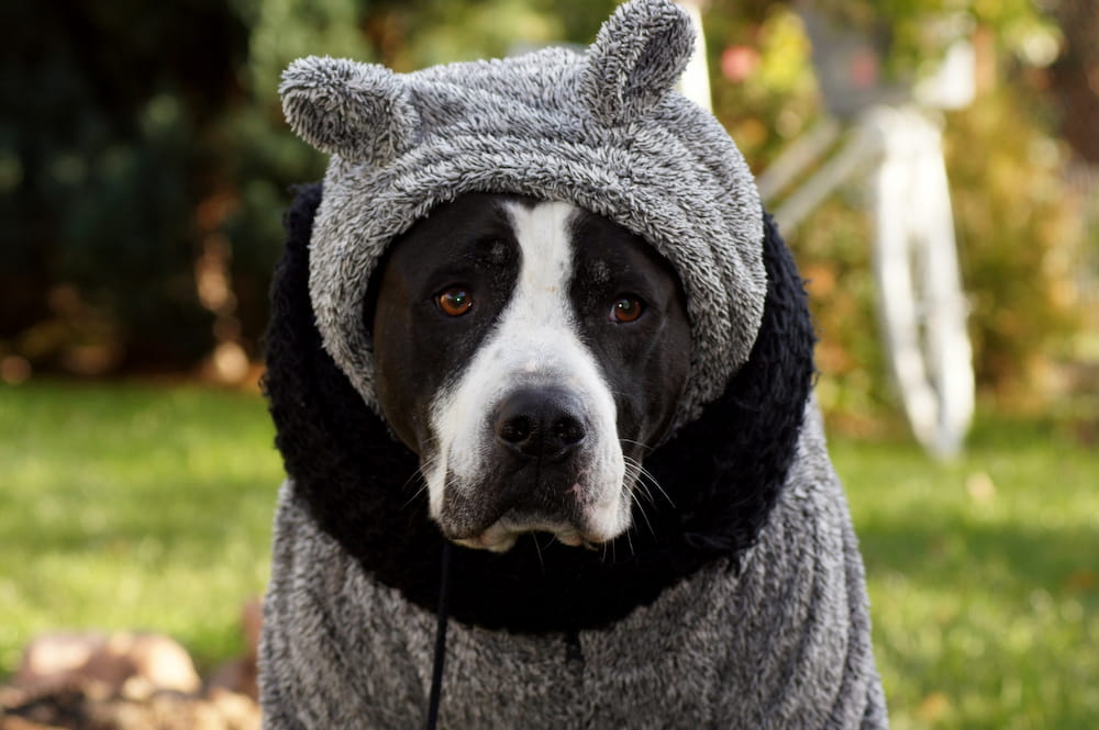 mascotas en invierno