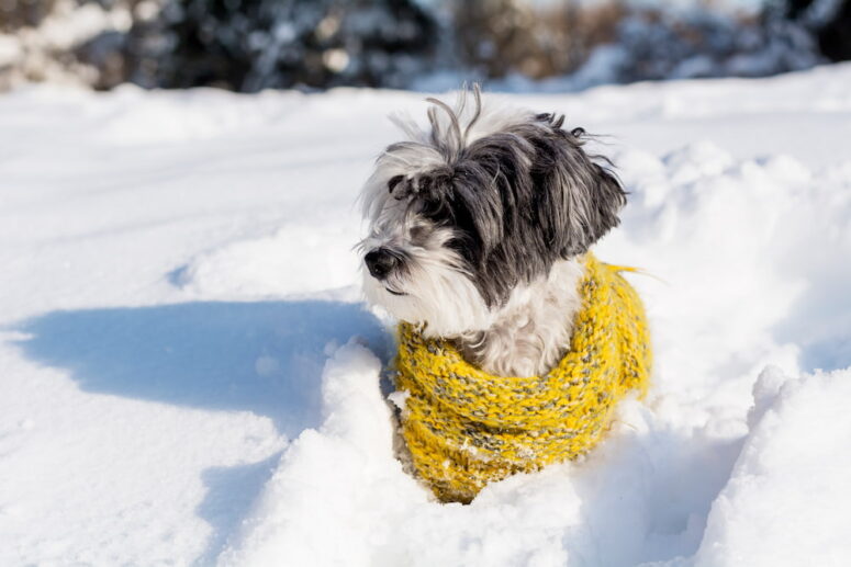 perro-en-invierno-1