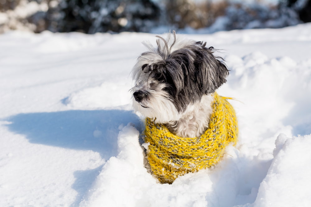 Cómo proteger a tu perro o gato del frío en invierno