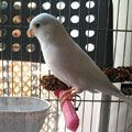 Copito