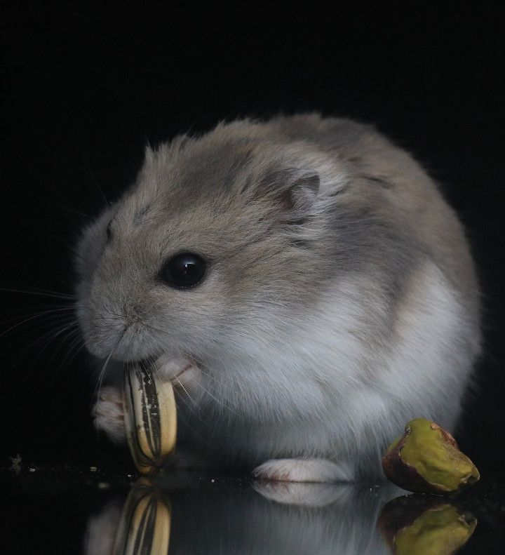 hamster-comiendo-pipa