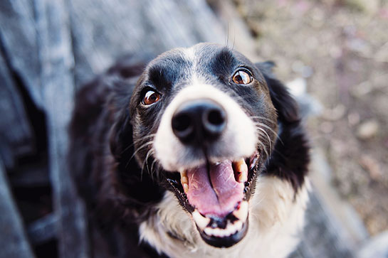 salud-dental-perros