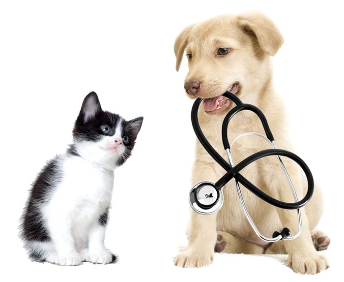 urgencias veterinarias en sevilla