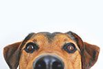 urgencias veterinarias en sevilla