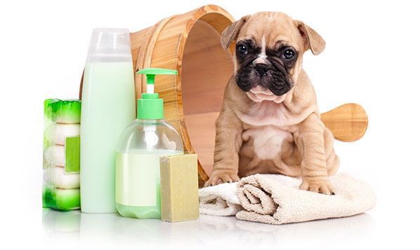 veterinario de perros cachorro en sevilla