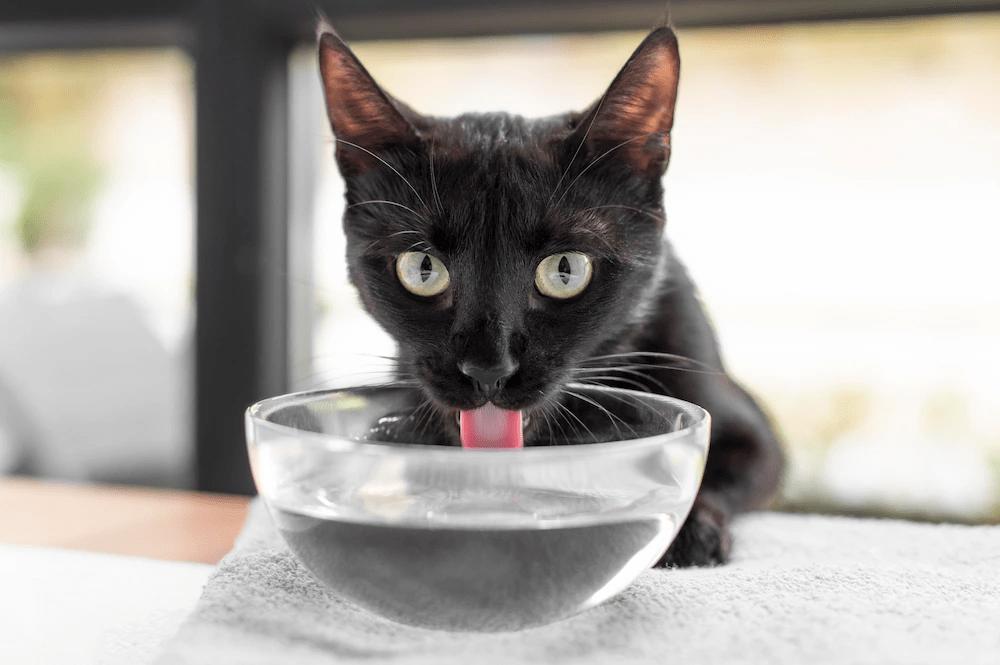 veterinario de gatos en sevilla