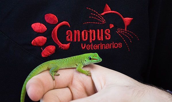 veterinarios-de-exoticos-en-sevilla