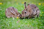 veterinario para animales exoticos en sevilla