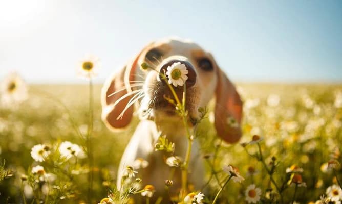 Cuidado de mascotas en primavera: ojo con la oruga procesionaria y otros insectos venenosos
