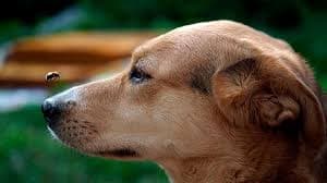 perro con abeja a su alrededor de fondo