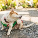 perro rascándose el muslo