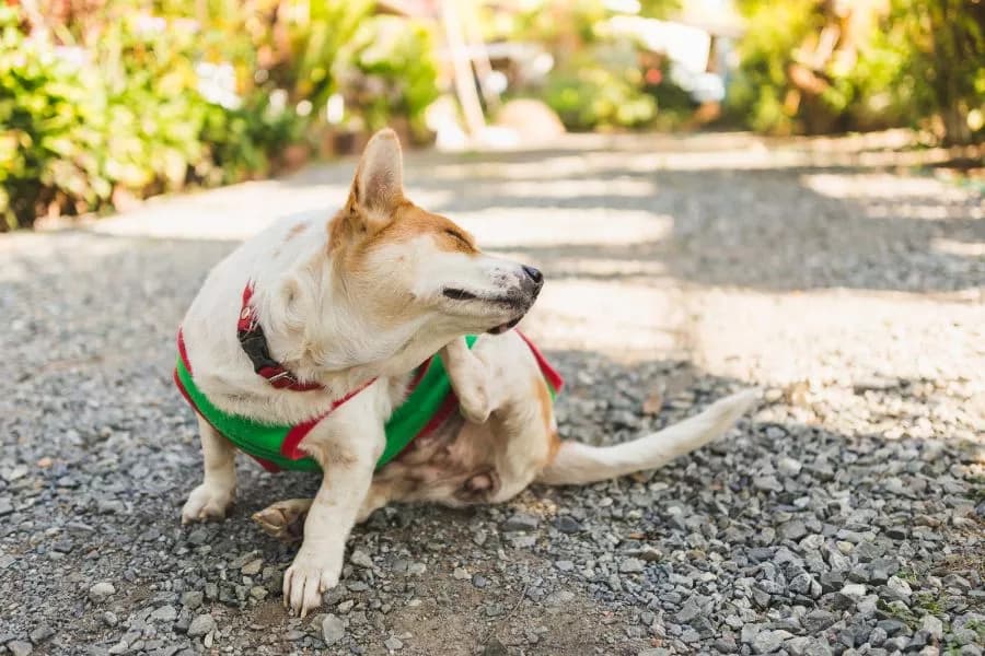 Alergias en perros y gatos: cómo proteger la salud de tu mascota