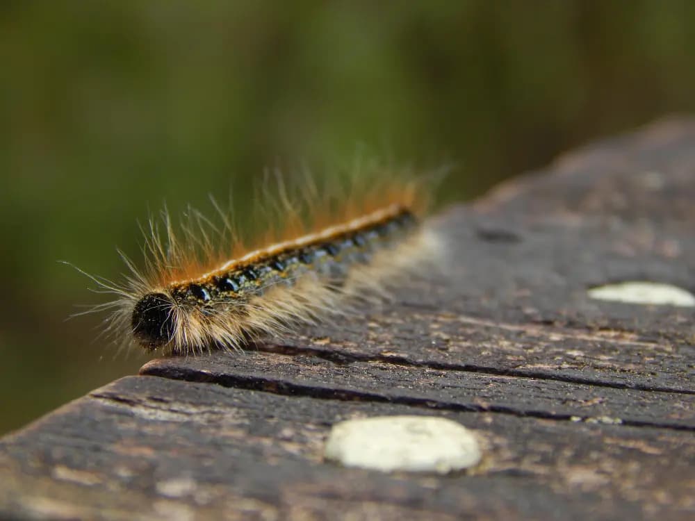 oruga procesionaria